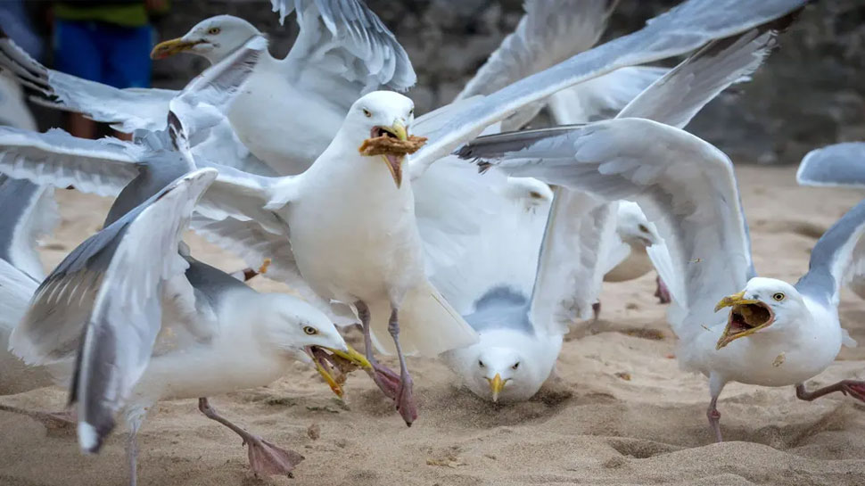 UK: Seagulls ने Beach पर मचाया कोहराम, चोंच मार-मार कर सिर से निकाल लेता है खून