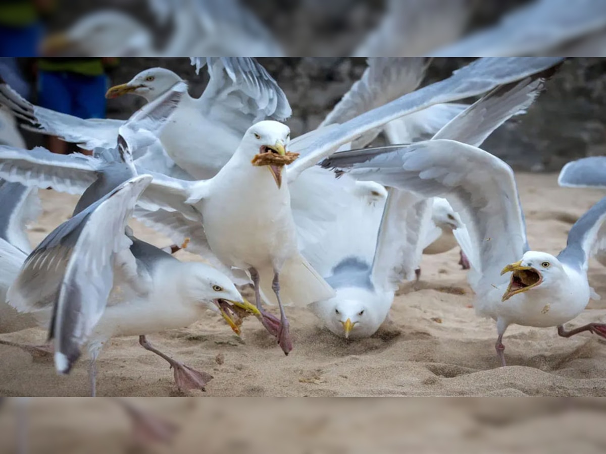 सीगल पक्षी | फोटो साभार- रॉयटर्स