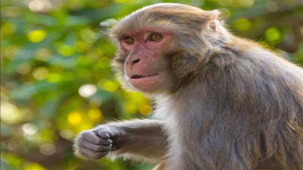 चीन में MONKEY B- VIRUS से इंसान में संक्रमण का पहला मामला आया सामने, संक्रमित शख्स की हुई मौत