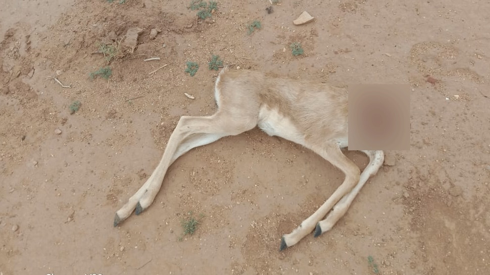 jaisalmer Dead body of state animal Chinkara found in Degrai area fear of hunting | देगराय मंदिर क्षेत्र में मिला राज्य पशु चिंकारा का शव, ग्रामीणों ने जताई शिकार की आशंका | jaisalmer Dead body of state animal Chinkara found in Degrai area fear of hunting | देगराय मंदिर क्षेत्र में मिला राज्य पशु चिंकारा का शव, ग्रामीणों ने जताई शिकार की आशंका |