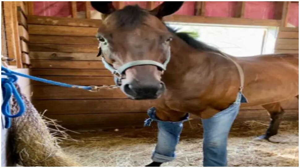 viral photo of horse wearing jeans suspenders surprises netizens