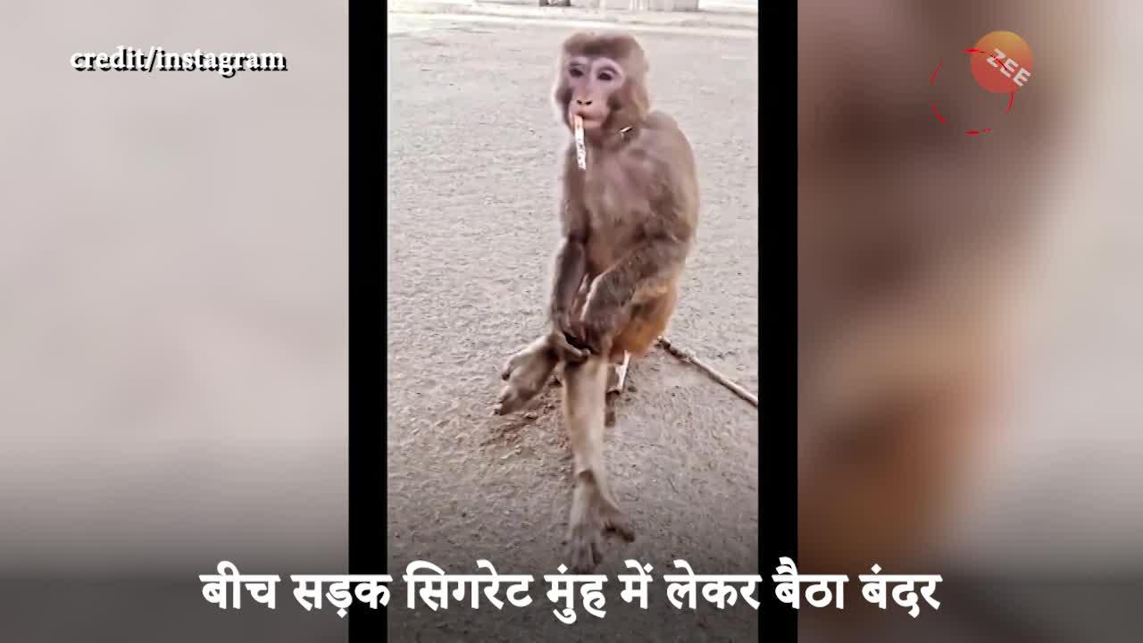 bandar ki comedy