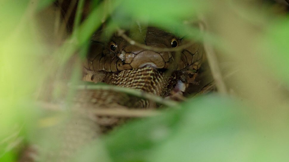 Viral News: Cobra को जिंदा निगल गया King Cobra, सामने आई बेहद खौफनाक तस्वीर