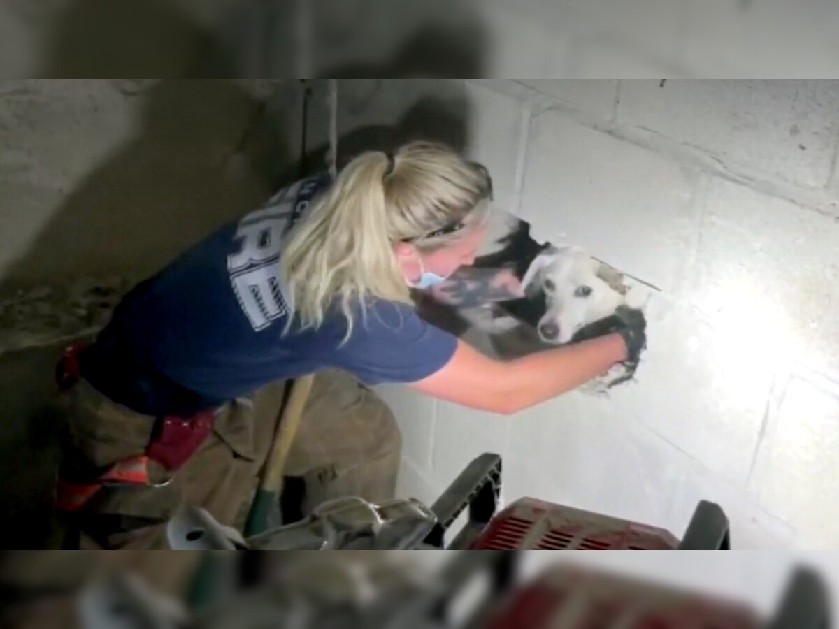 कुत्ते को बचाने के लिए महिला ने तोड़ दी दीवार, जैसे ही निकला बाहर तो किया कुछ ऐसा- देखें VIDEO