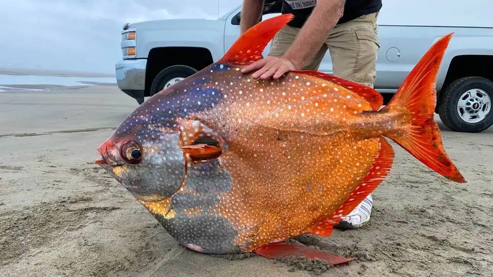US: समुद्र तट पर मिली बेहद खूबसूरत Moonfish, सोशल मीडिया पर लोग जता रहे दुख