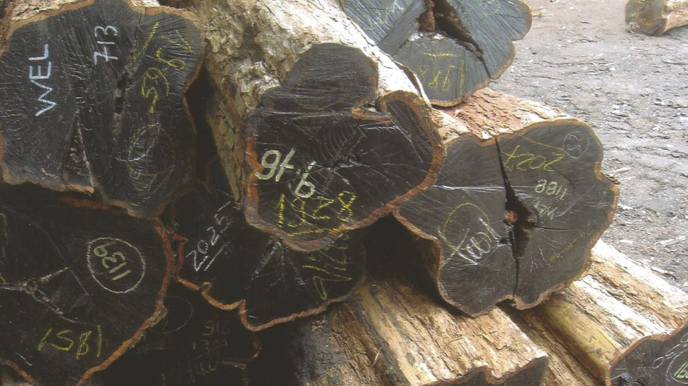 African Blackwood is the world most expensive wood, know the price