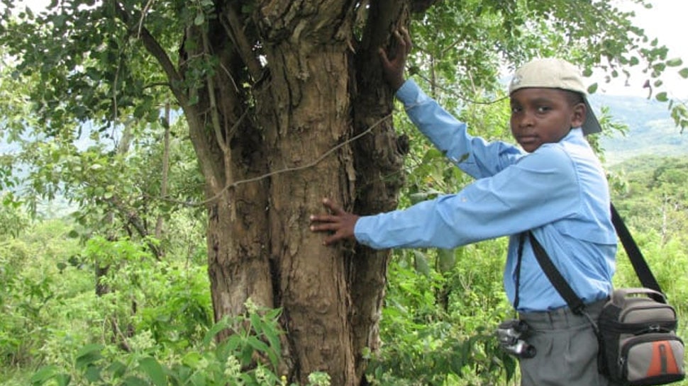 African blackwood tree matures in 60 years