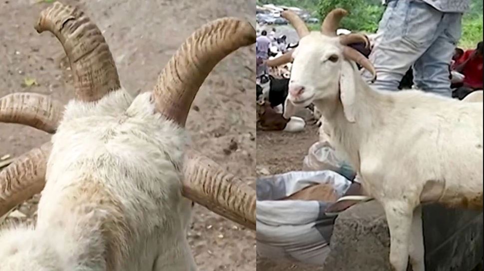Eid Al Adha पर इस देश में दिखा  5 सींग वाला नायाब बकरा, Video देख हैरत में पड़े लोग