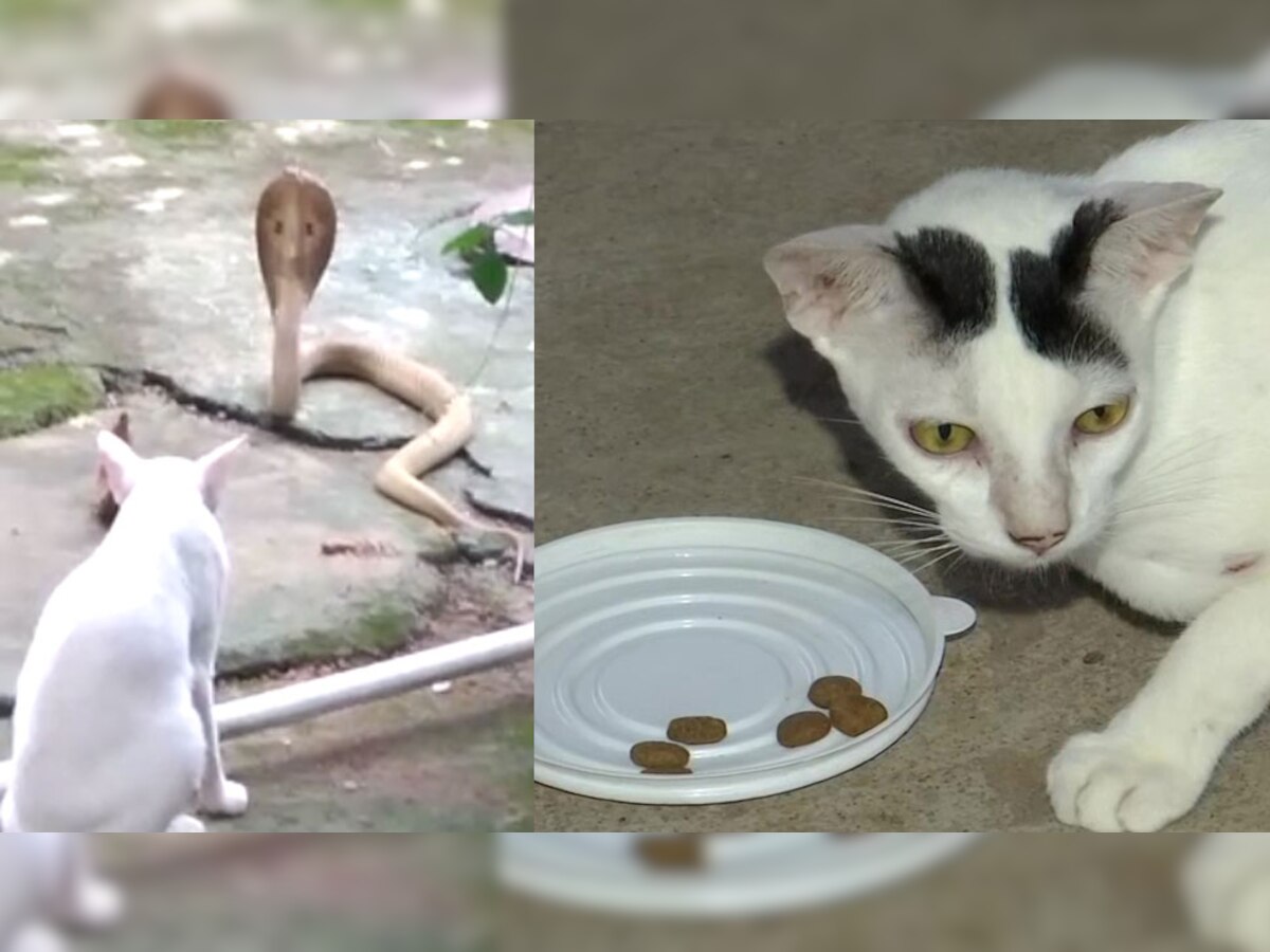 Cat prevented Cobra from entering inside owners home for thirty minutes
