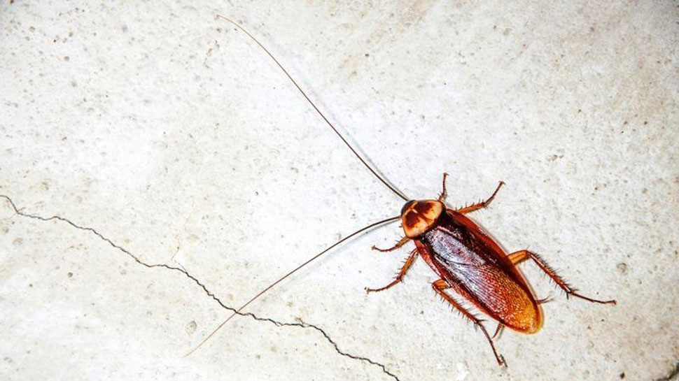 कॉकरोच भगाने में केरोसिन तेल है कारगर Kerosene oil is effective in getting rid of cockroaches