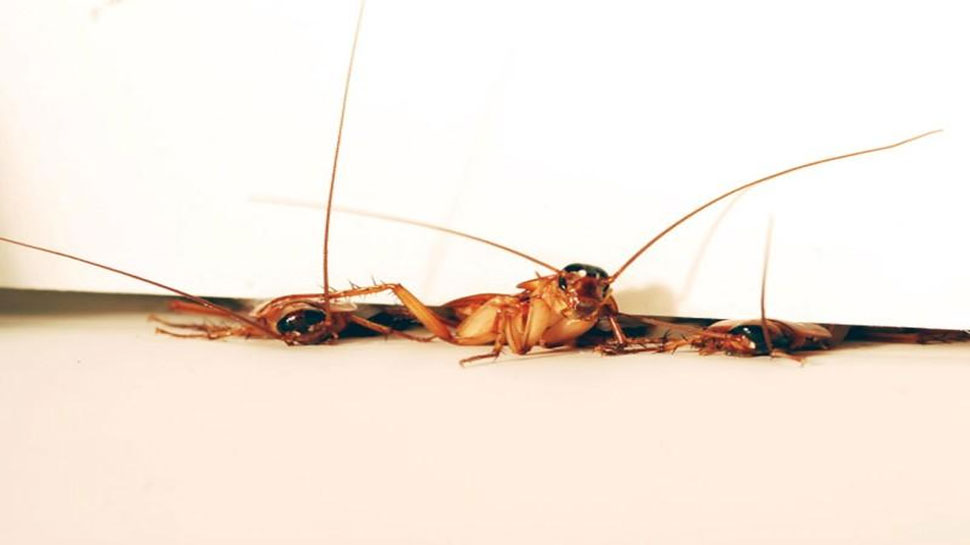 लौंग की मदद से भाग जाएंगे कॉकरोच Get rid of cockroaches with the aroma of cloves