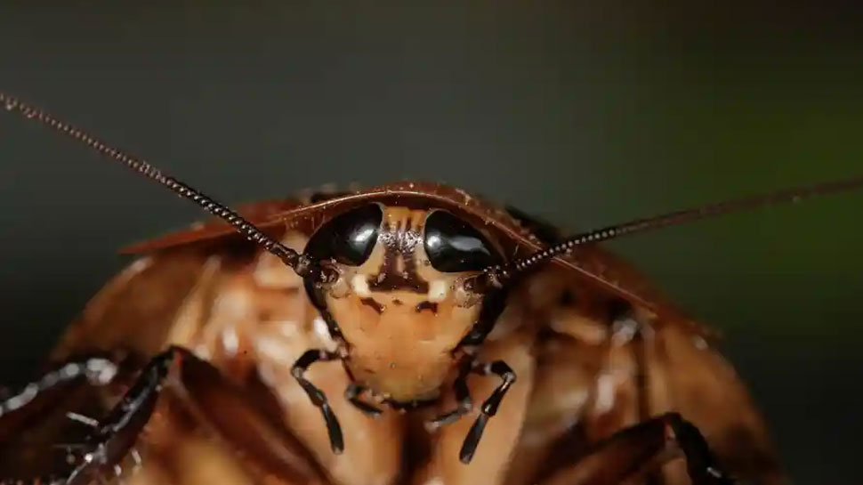 कॉफी के दाने खाने से मर जाते हैं कॉकरोच Cockroaches die by eating coffee grains