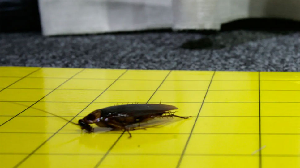 इन 3 चीजों का मिश्रण दिलाएगा कॉकरोच से छुटकारा mixture of flour sugar and boric acid will get rid of cockroaches