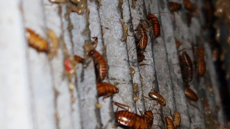 घर में करें बोरिक पाउडर का छिड़काव To get rid of cockroaches sprinkle boric powder at home
