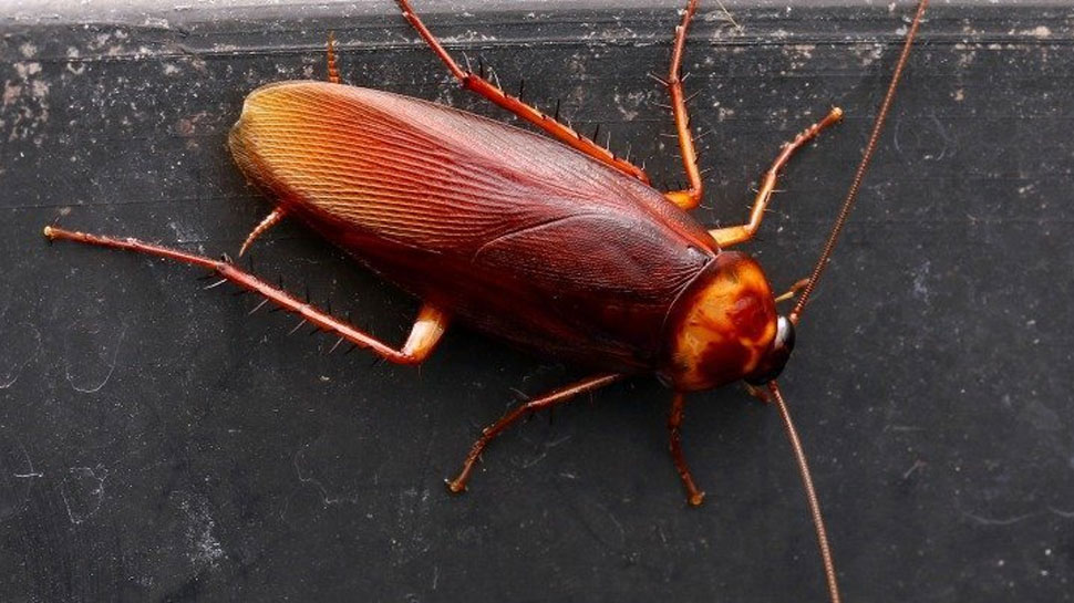 कॉकरोच भगाने के लिए करें तेजपत्ते का इस्तेमाल Use bay leaves to get rid of cockroaches