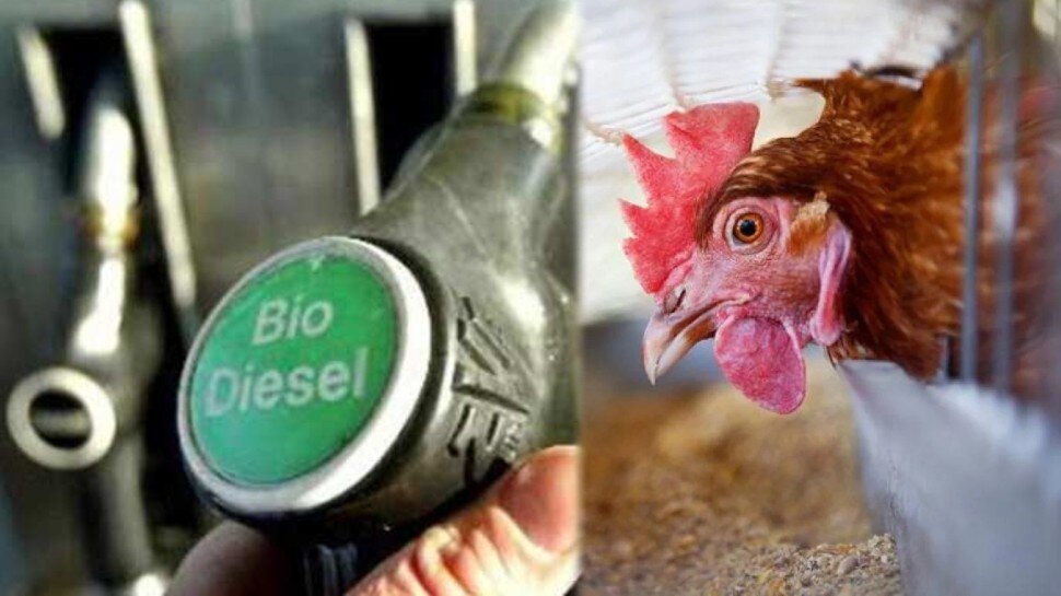 चौंकिए मत! मुर्गे से बनेगा Biodiesel, पशु डॉक्‍टर ने पेटेंट कराया तरीका