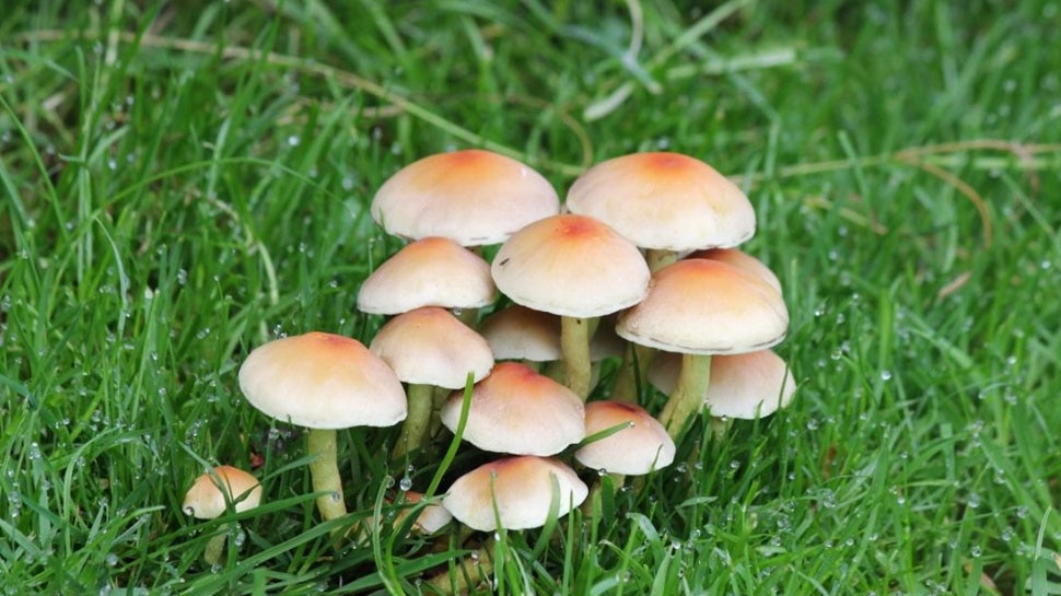 बारिश में मशरूम में पनपते हैं बैक्टीरिया Bacteria grow in mushrooms in the rain