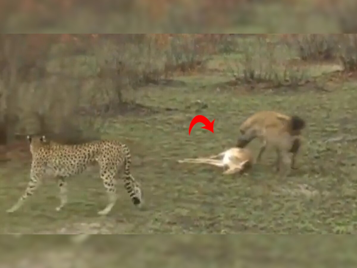 देखें Viral Video: क्या एक्टिंगबाज निकला ये हिरण, होने लगी OSCAR देने की डिमांड