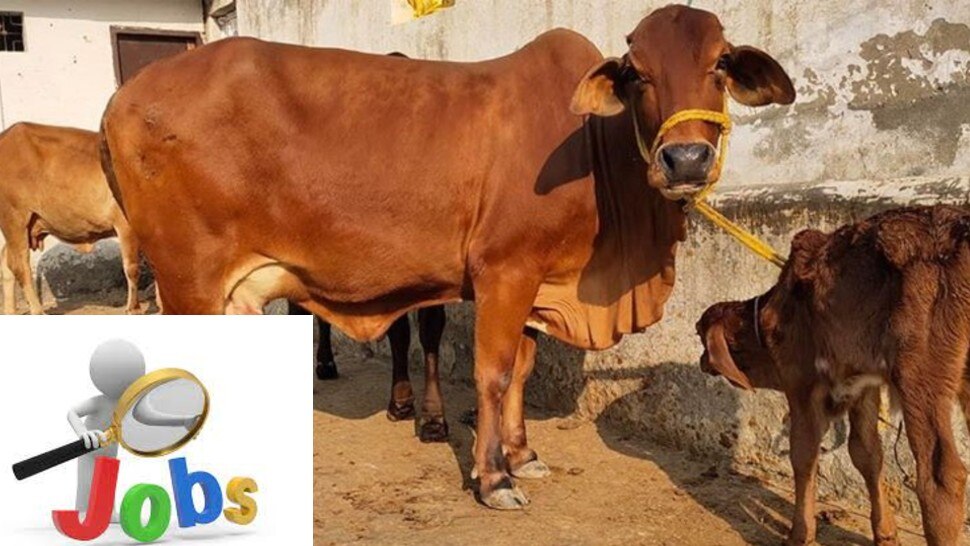 MP में मंत्री परिषद की बैठक में फैसलाः जनजाति समुदाय को सौंपेंगे अहम जिम्मेदारी, गरीबों को दिलाएंगे रोजगार