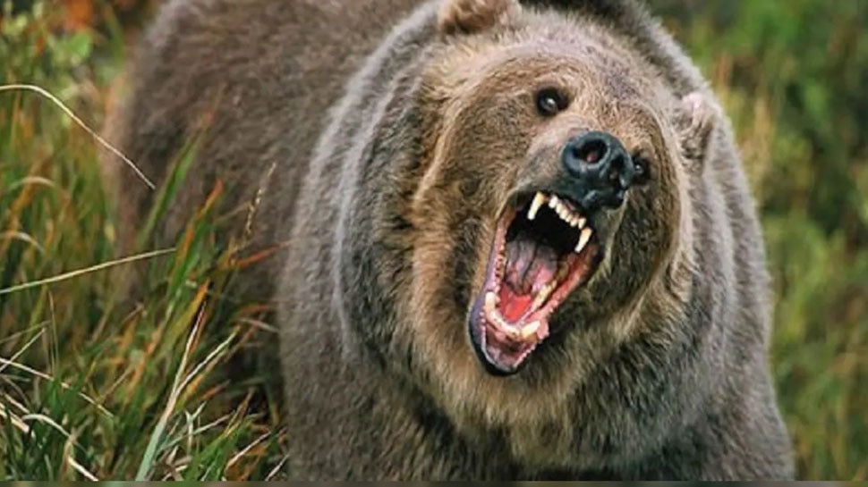 3 दोस्तों के सामने एक Tourist को मारकर खा गया Bear, Russia के Siberia में हुई घटना