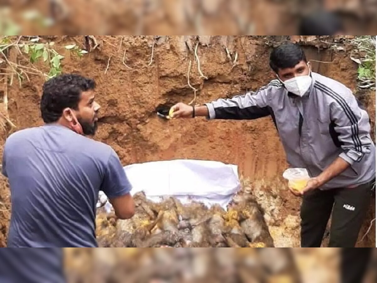 कर्नाटक के हासन जिले में पुलिस को मिले मृत बंदर. (फोटो: एएनआई)  