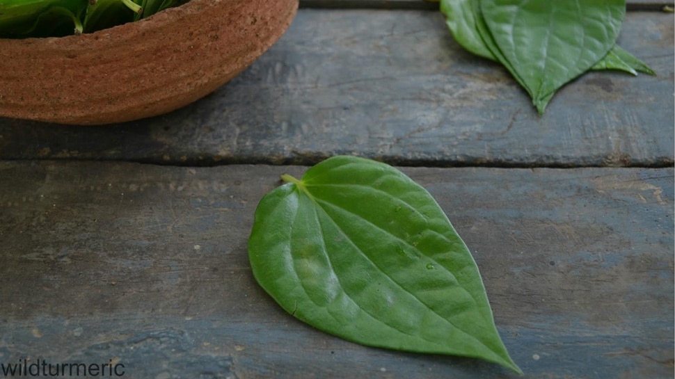तंत्र मंत्र विफल करने के लिए betel leaf will fail tantra mantra