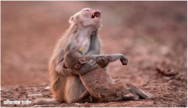 अमानवीयः कर्नाटक में बंदरों को जहर देकर बोरों में भरा और पीट-पीटकर मार डाला, HC ने लिया संज्ञान