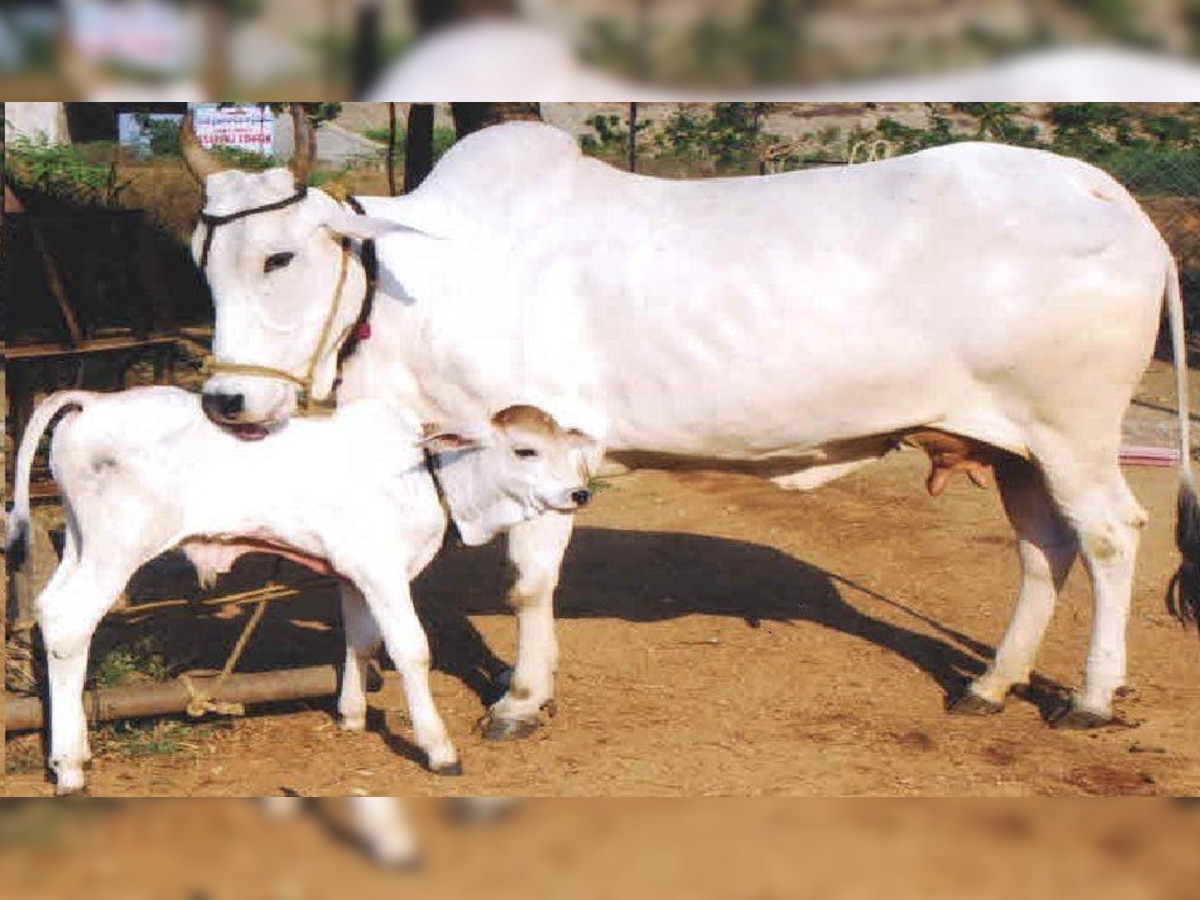 गाय ने टेस्ट ट्यूब बछिया को दिया जन्म (फाइल फोटो) 