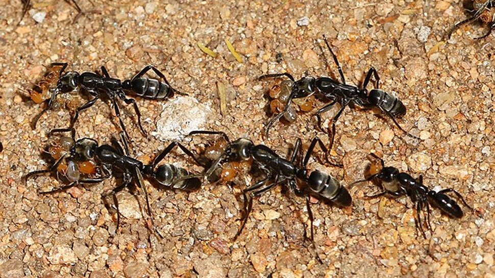 Feed black ants with Misri dust