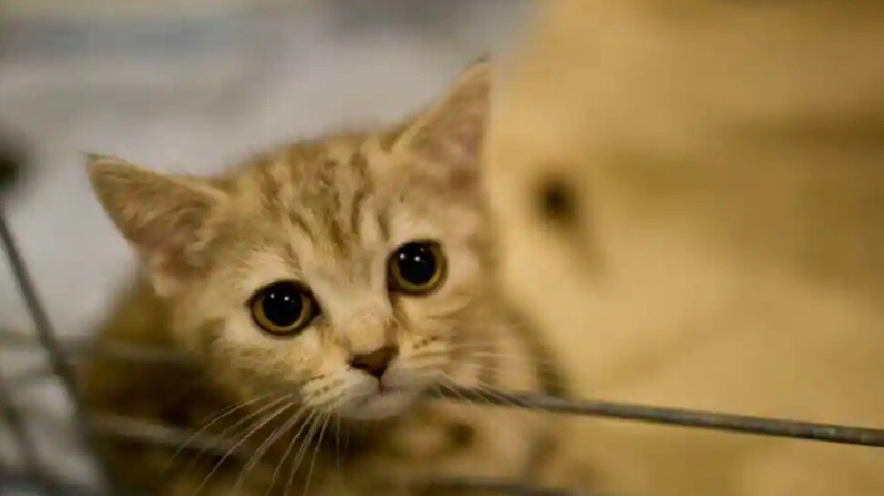 UK: Corona के बीच एक और संकट! रहस्‍यमयी बीमारी से मर रहीं बिल्लियां