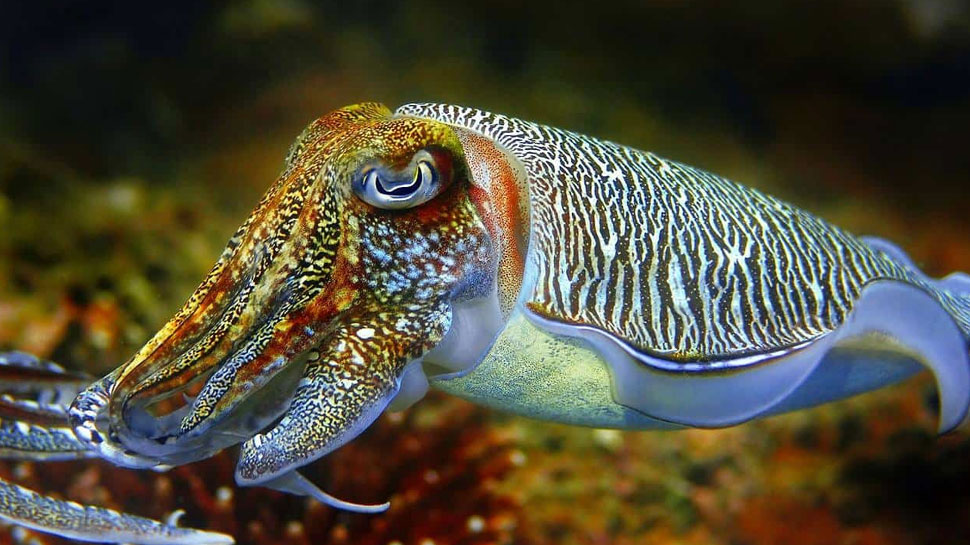 Cuttlefish is the world's most unique fish, color of blood is blue; 3 ...