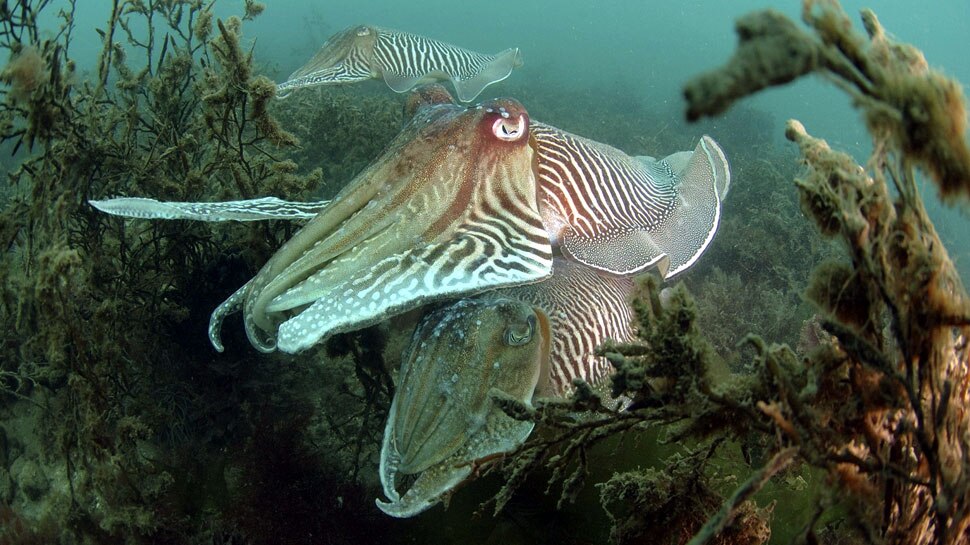 Cuttlefish is the world's most unique fish, color of blood is blue; 3 ...