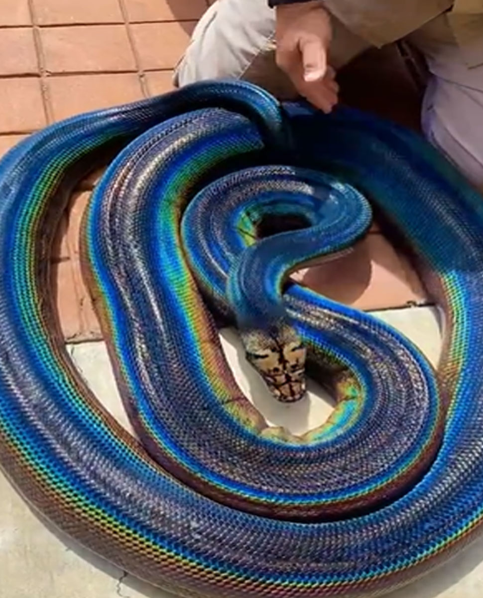 rainbow python found in Us zoo rare snake images viral on social media ...