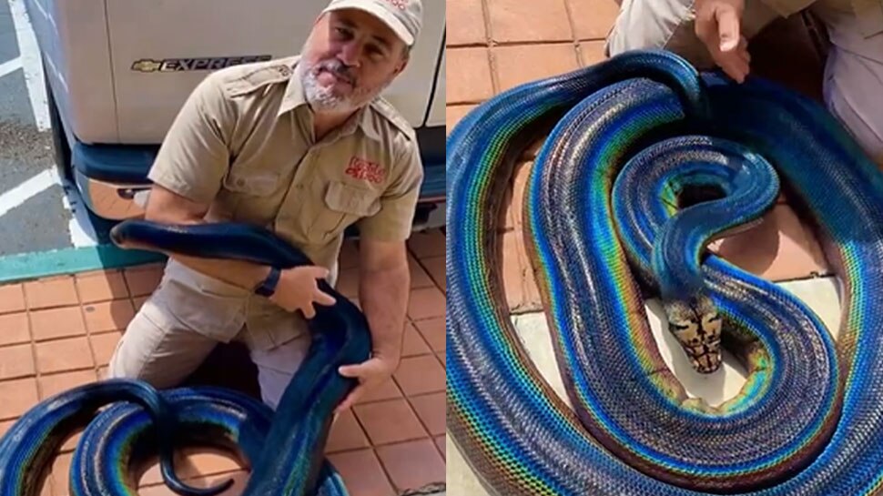 rare rainbow python found in United states