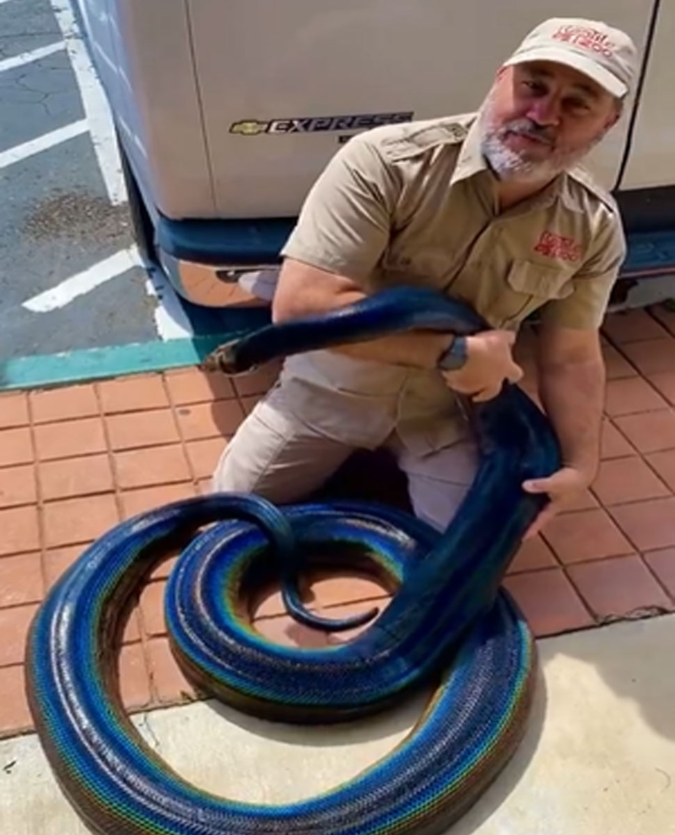 viral images of Rainbow Reticulated Python