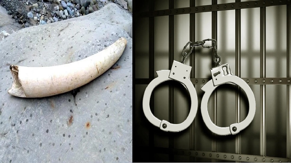 Purnia: वन विभाग की बड़ी कार्रवाही, 16 किलो से अधिक वजन के हाथी के दांत के साथ 5 तस्कर गिरफ्तार