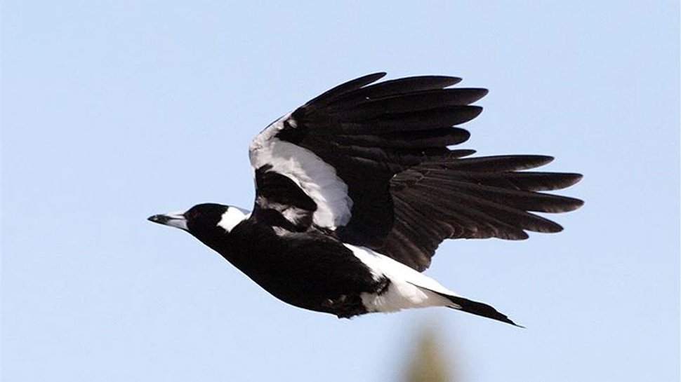 Bird Attack: Park में महिला पर Magpie ने मारा झपट्टा, लड़खड़ाकर जमीन पर गिरी और चली गई बच्ची की जान