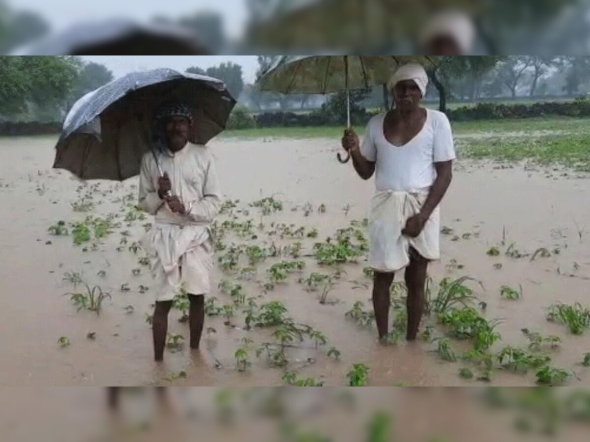 जिले में पिछले 10 दिनों से लगातार हो रही बरसात से पूरा खेत जलमग्न.