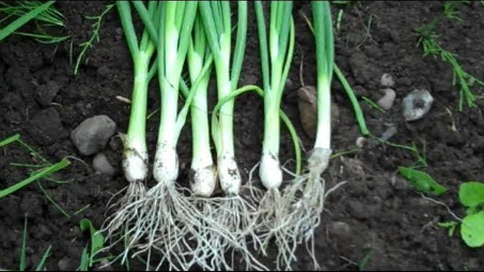 easy way to grow spring onions at home घर में आसानी से उगा सकते हैं