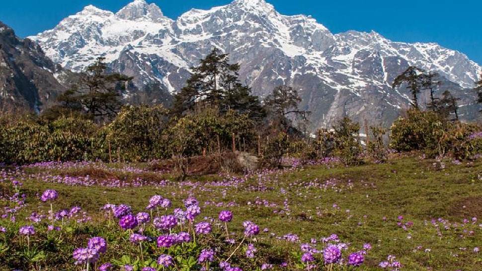 Valley of Flowers Have you seen these 5 Valleys of Flowers? Tourists