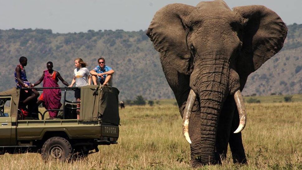 African elephant is the largest animal in world