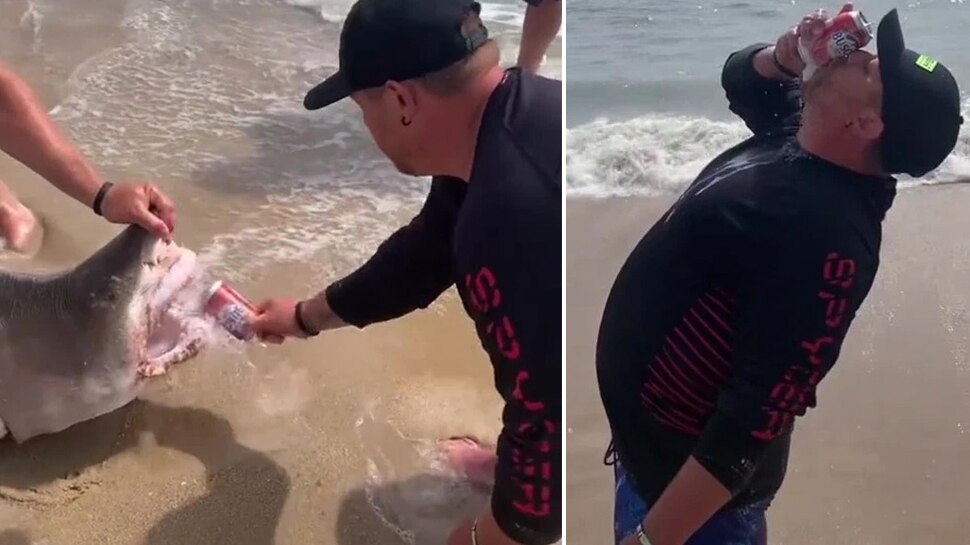 Shark's Teeth Opened a Can of Beer