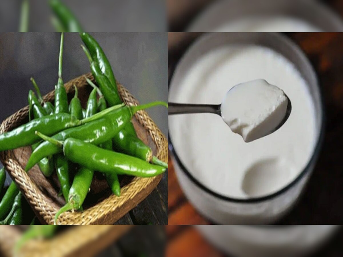 kitchen tips for healthy life style, here you know how to make curd without jaman or starter