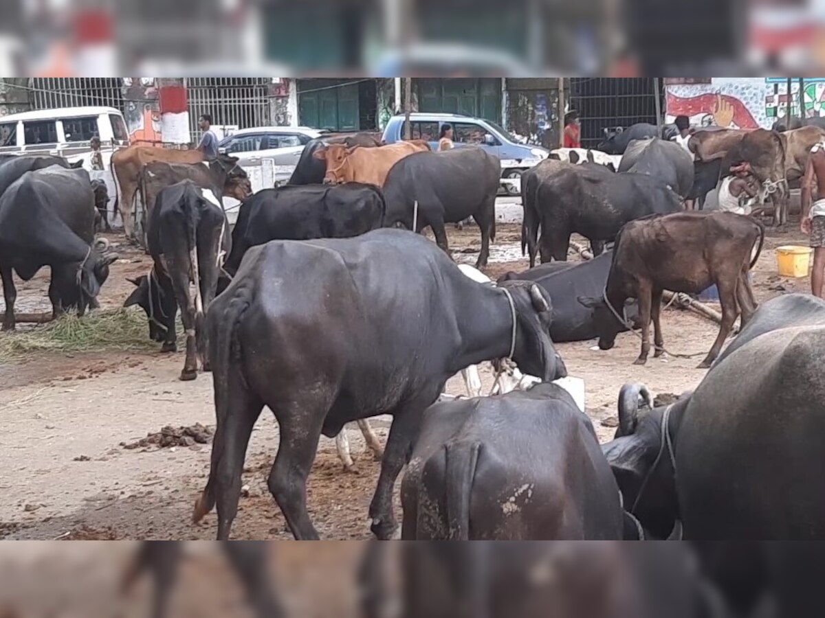 लोग मवेशियों की सुरक्षा के लिए पुरानी सेक्रेटेरियट पहुंचे हैं.