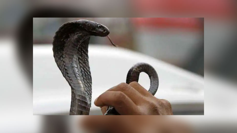 Jharkhand News: भजन-कीर्तन में डूबी थी महिला, Snake के डसने से हो गई मौत