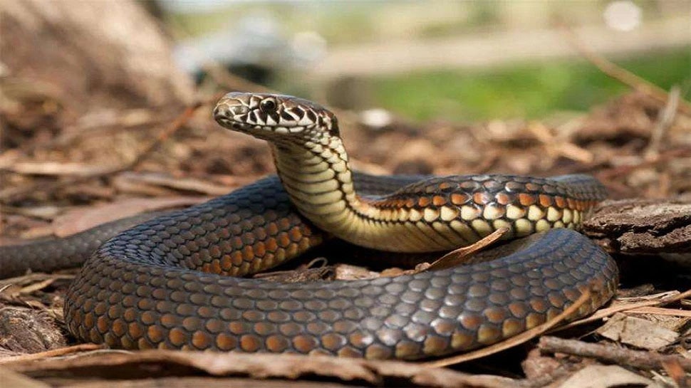 dream with lots of snakes dream with lots of snakes