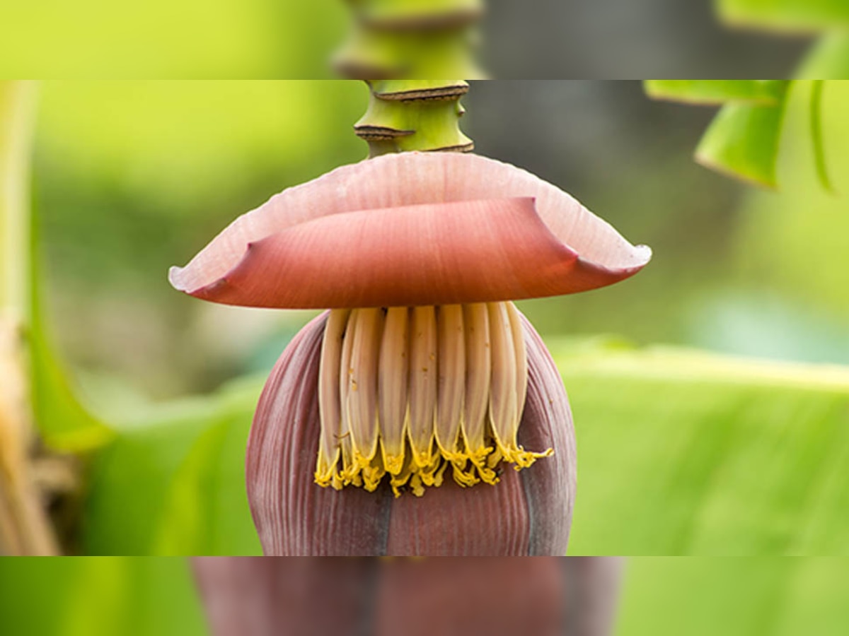 Benefits of Banana Flower: औषधि है केले का फूल, नियमित रूप से खाएंगे तो दूर रहेंगी ये बीमारियां