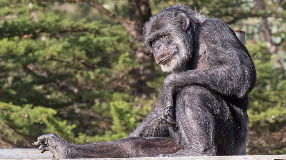Viral News: लड़की को Chimpanzee से हो गई मोहब्बत, प्यार में ऐसे रोड़ा बन रहा Zoo