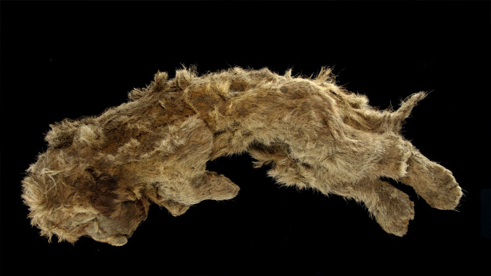 Viral News: यहां मिली 28 हजार साल पुरानी शेरनी की बॉडी, देखने पर वैज्ञानिकों को भी नहीं हुआ यकीन