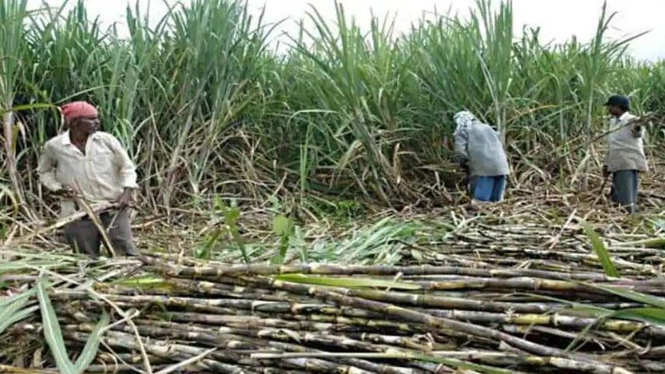 गन्ना किसानों को हुकूमत का बड़ा तोहफा, FRP बढ़ाकर 290 रुपए प्रति क्विंटल किया